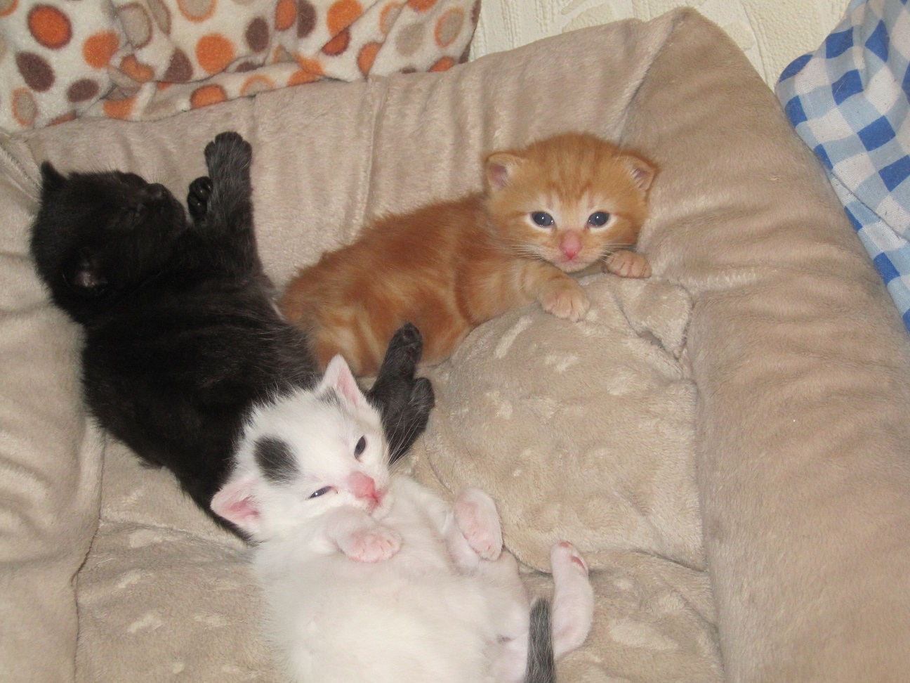 Three Little Kittens